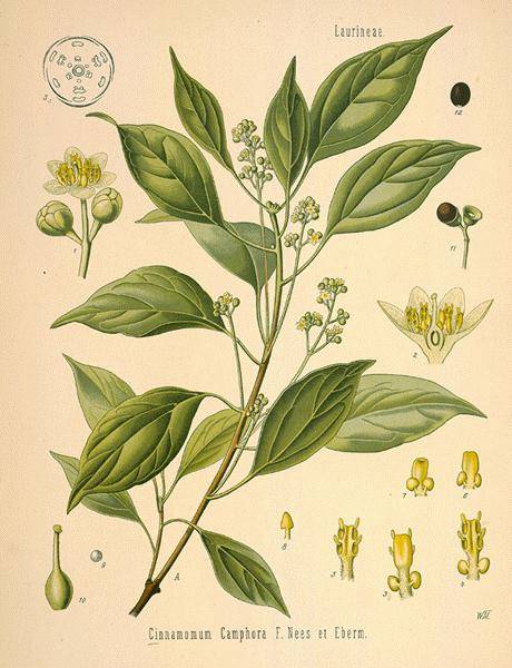 Figure 12.1: Cinnamomum camphora