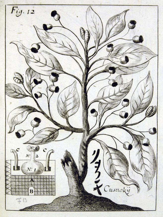 Figure 12.2: Japanese camphor tree and distillation apparatus
