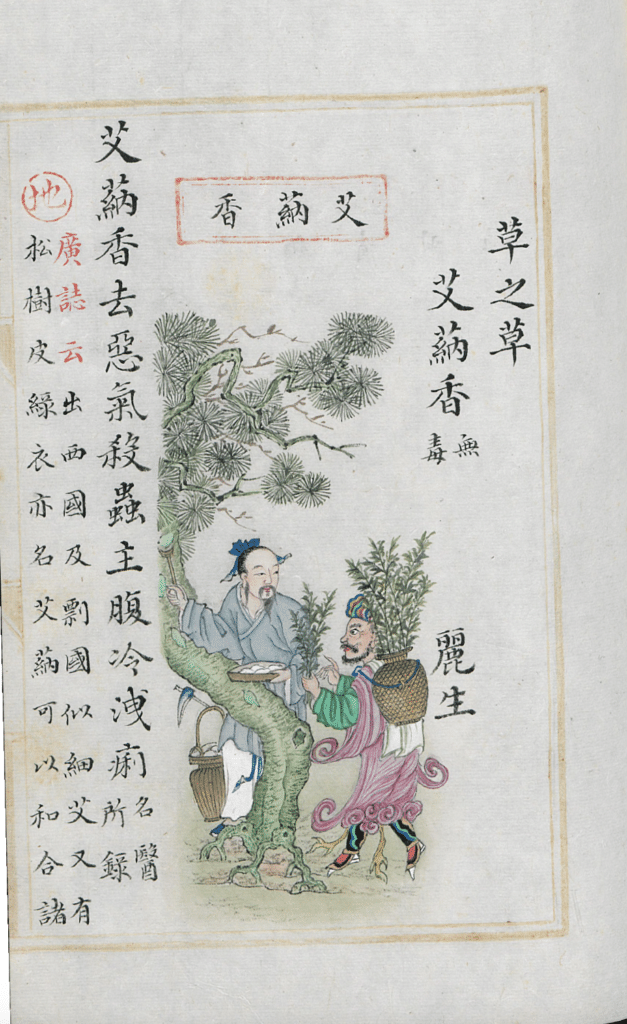 Figure 12.3: Ngai camphor, Bencao pinhui jingyao