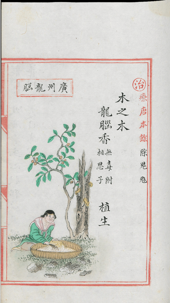 Figure 12.4a: Guangzhou longnao, Bencao pinhui jingyao