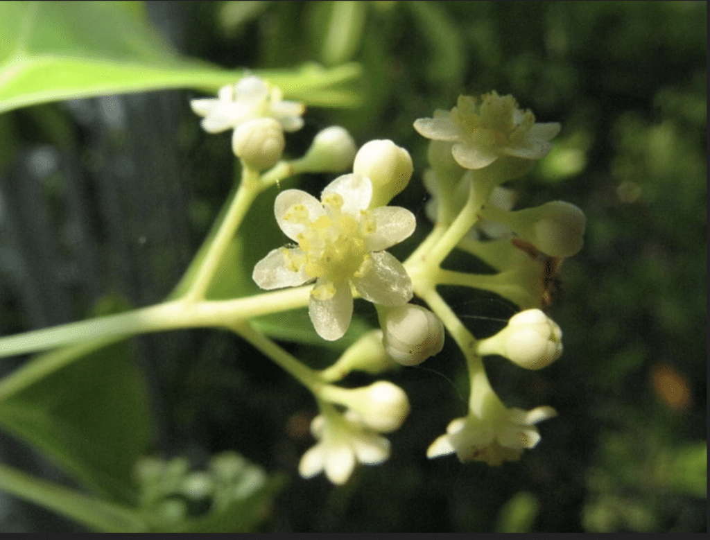 Figure 2: Camphor flower